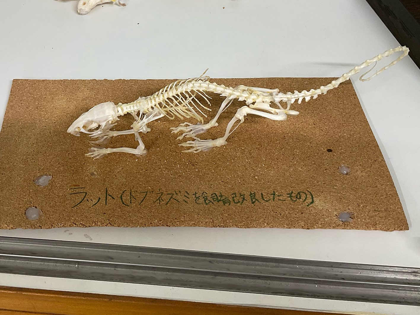 自然科学研究部・天文部